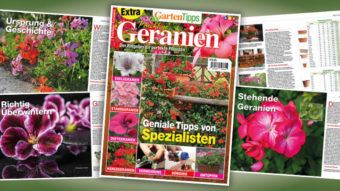 Garten-Tipps Extra: Prächtige Geranien – 01/2020