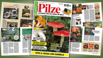 Garten-Tipps kompakt Pilze – 01/2021